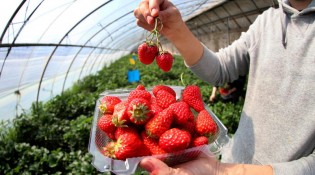 北京：景区有序恢复开放，采摘园草莓正红