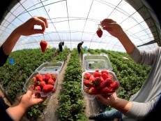 北京：景区有序恢复开放，采摘园草莓正红