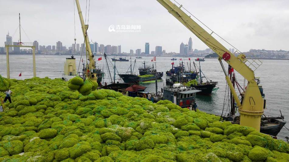 据青岛市海洋大型藻类灾害专项应急指挥部数据，截至目前，青岛市已经派出浒苔打捞船只2173艘，累计打捞约7万吨（海上打捞3万吨，陆上清理浒苔4万吨）。