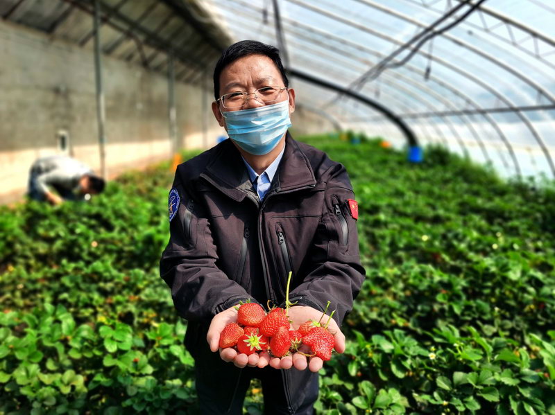 北京：景区有序恢复开放，采摘园草莓正红-新华图闻网