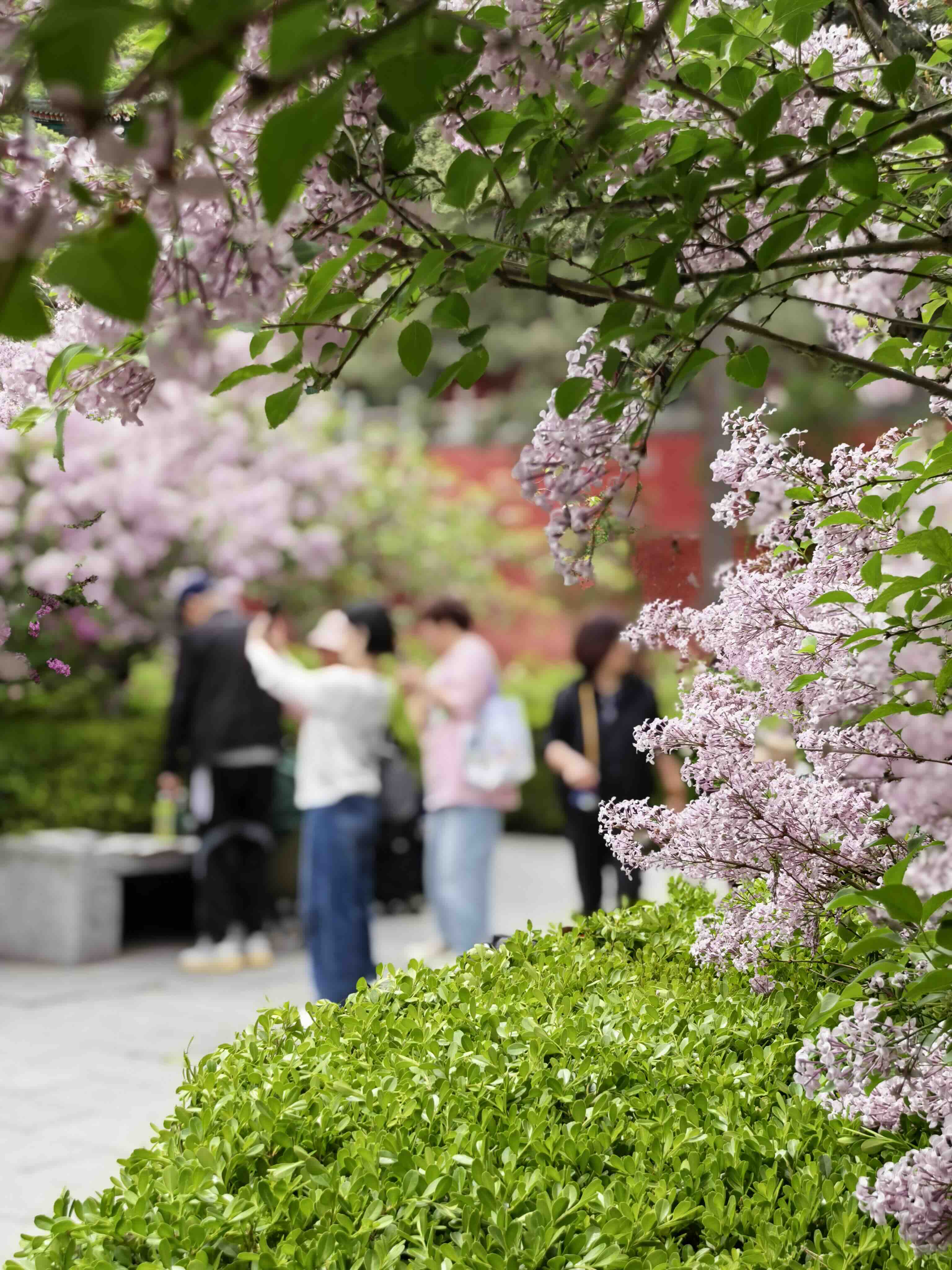 戒台寺迎来丁香盛花期 丁香旅游文化季同步开展-新华图闻网
