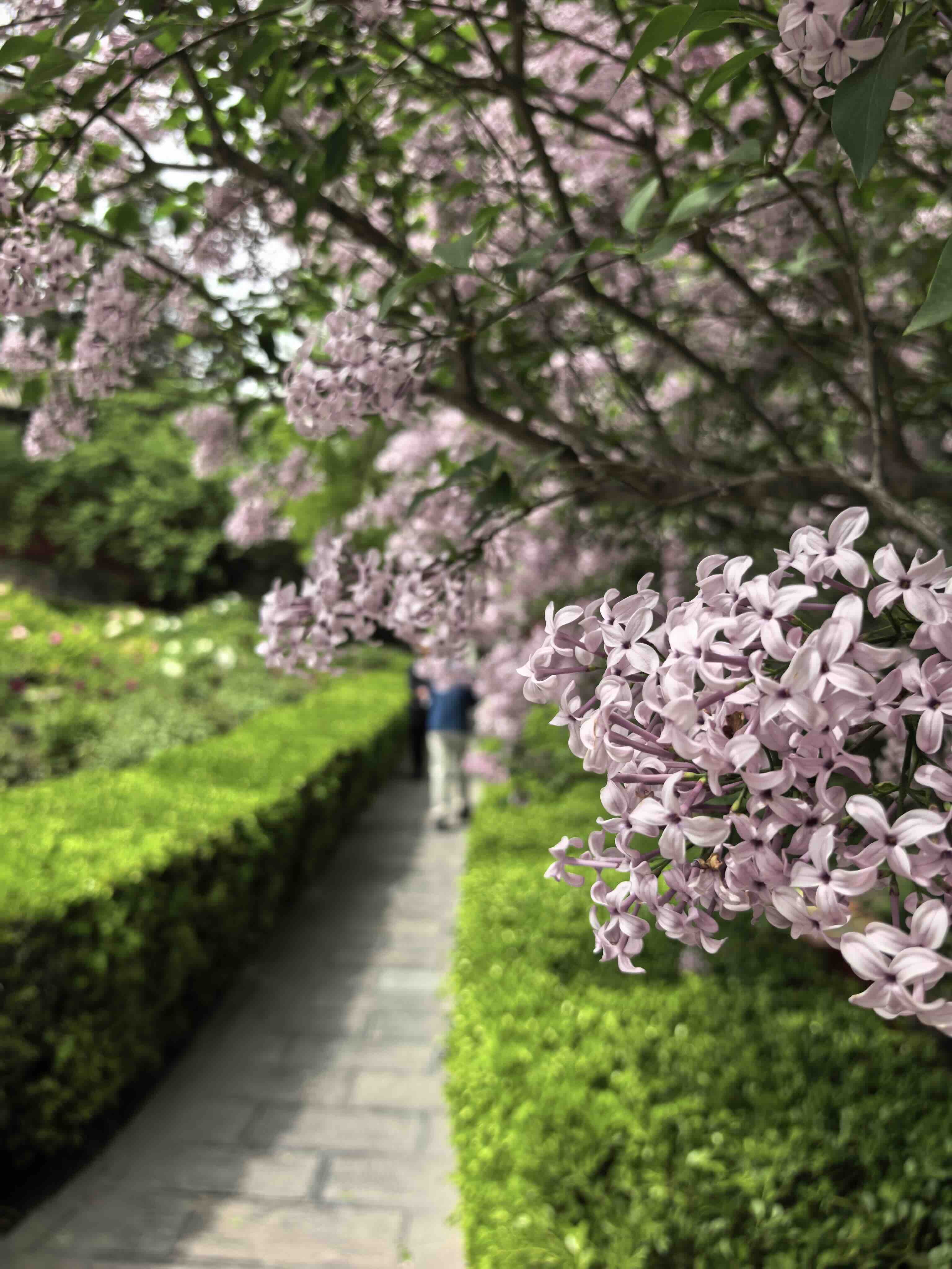 戒台寺迎来丁香盛花期 丁香旅游文化季同步开展-新华图闻网