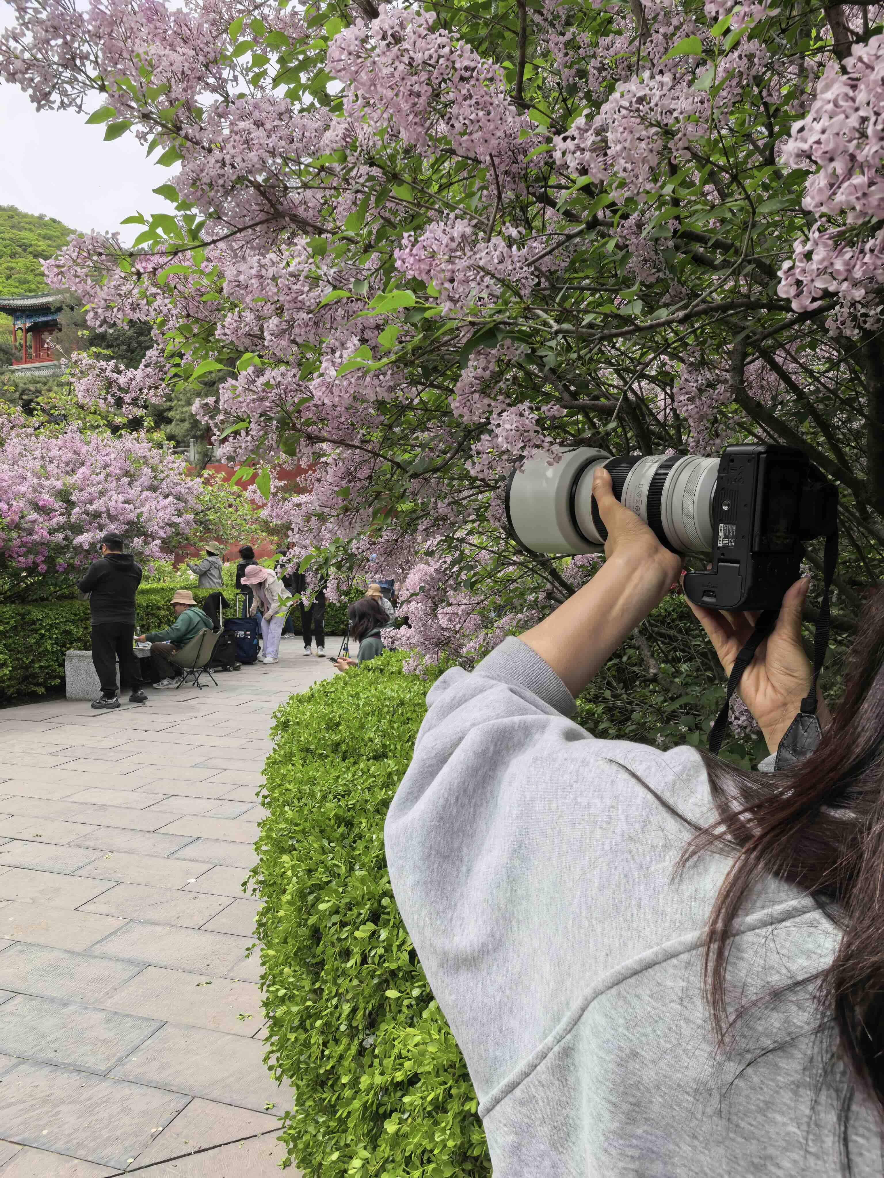 戒台寺迎来丁香盛花期 丁香旅游文化季同步开展-新华图闻网