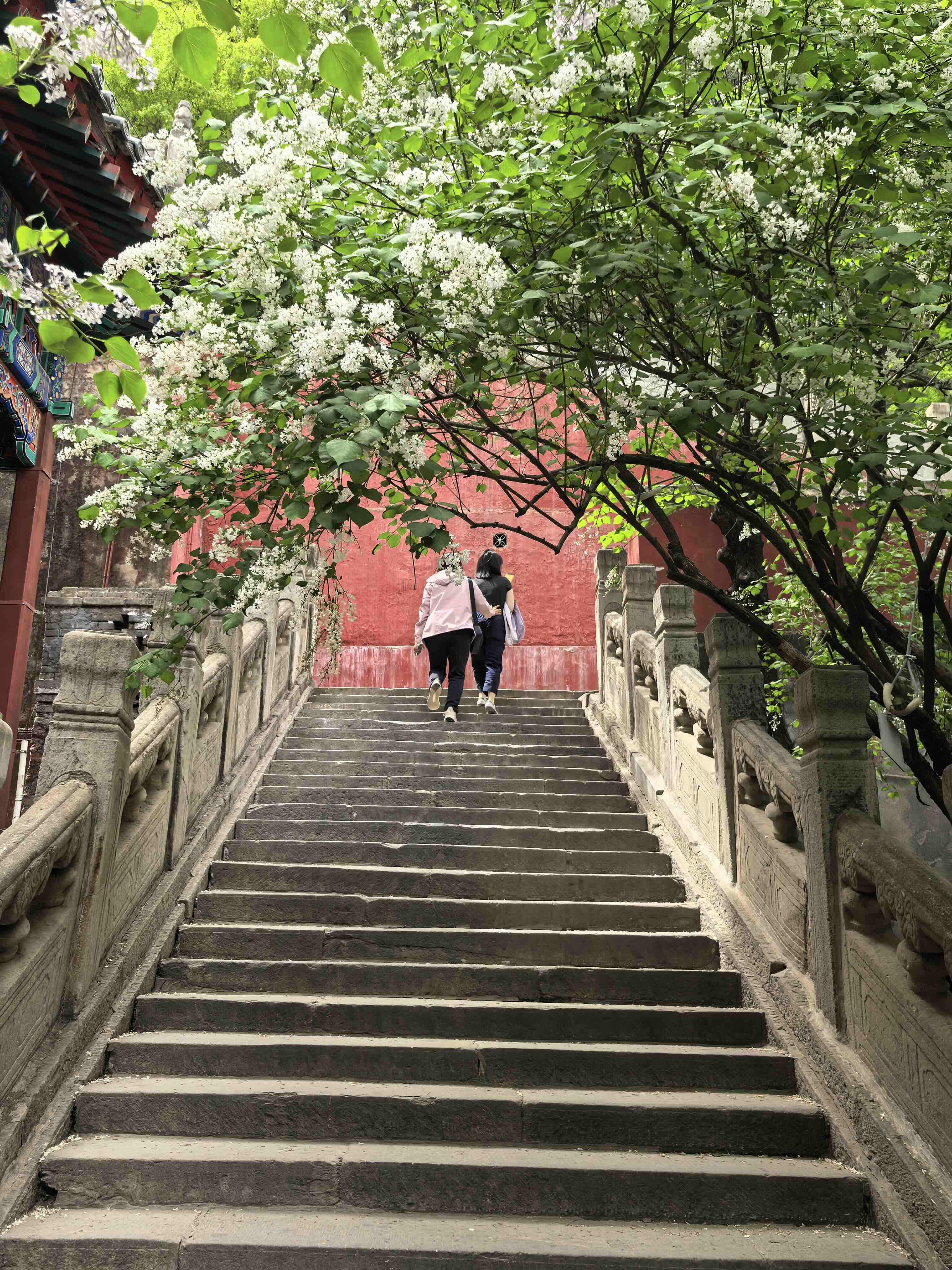 戒台寺迎来丁香盛花期 丁香旅游文化季同步开展-新华图闻网