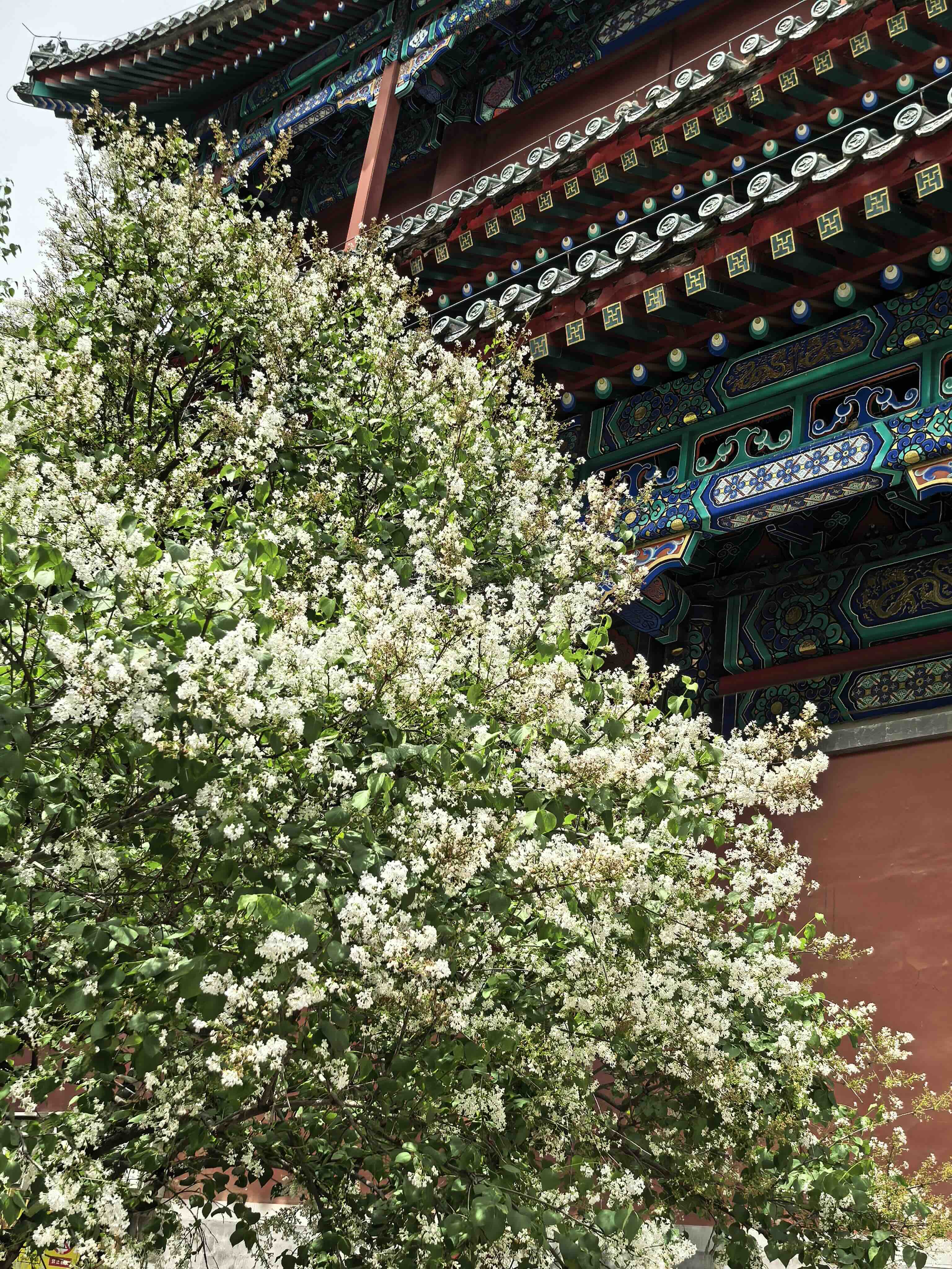 戒台寺迎来丁香盛花期 丁香旅游文化季同步开展-新华图闻网