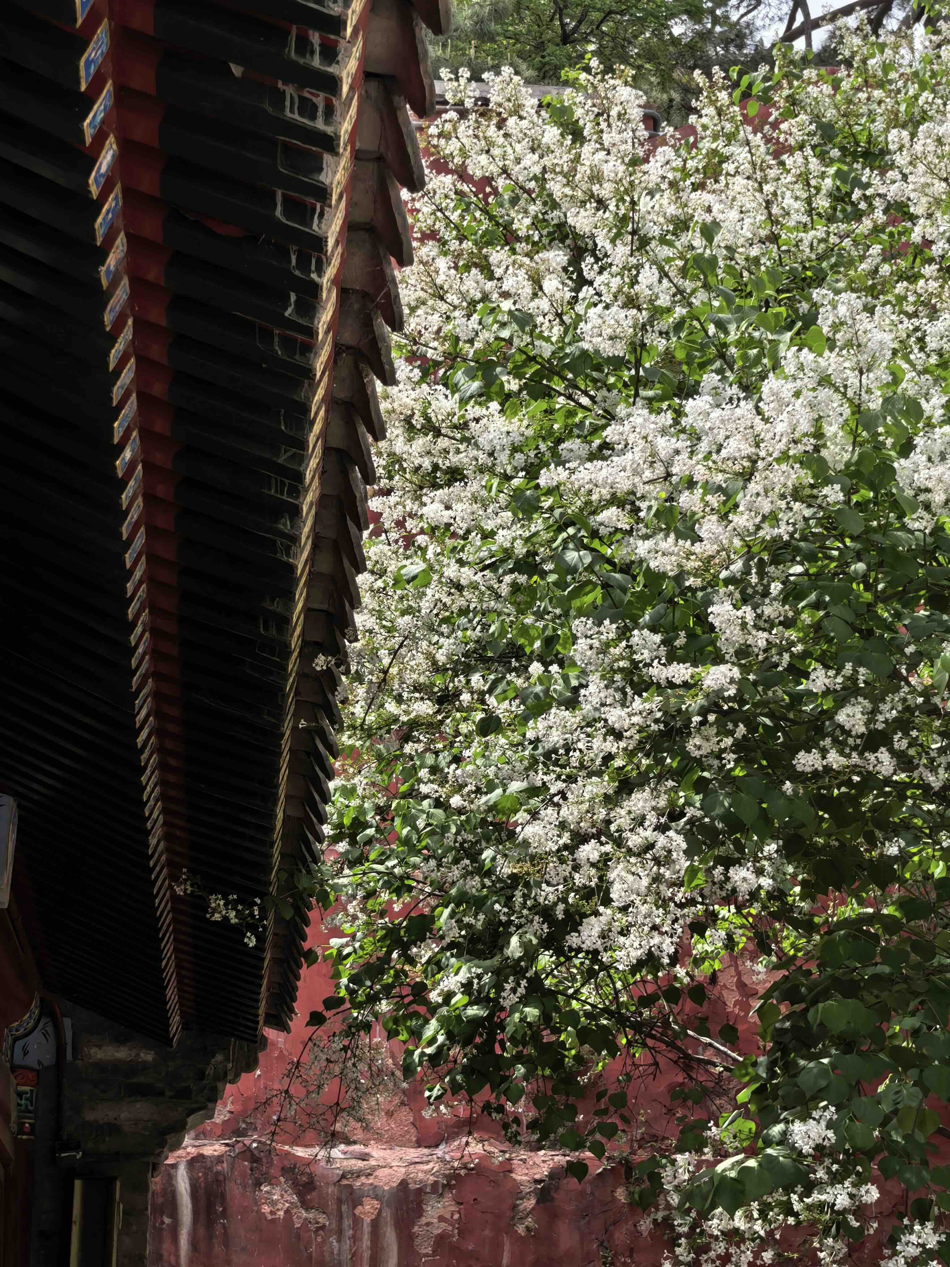 戒台寺迎来丁香盛花期 丁香旅游文化季同步开展-新华图闻网