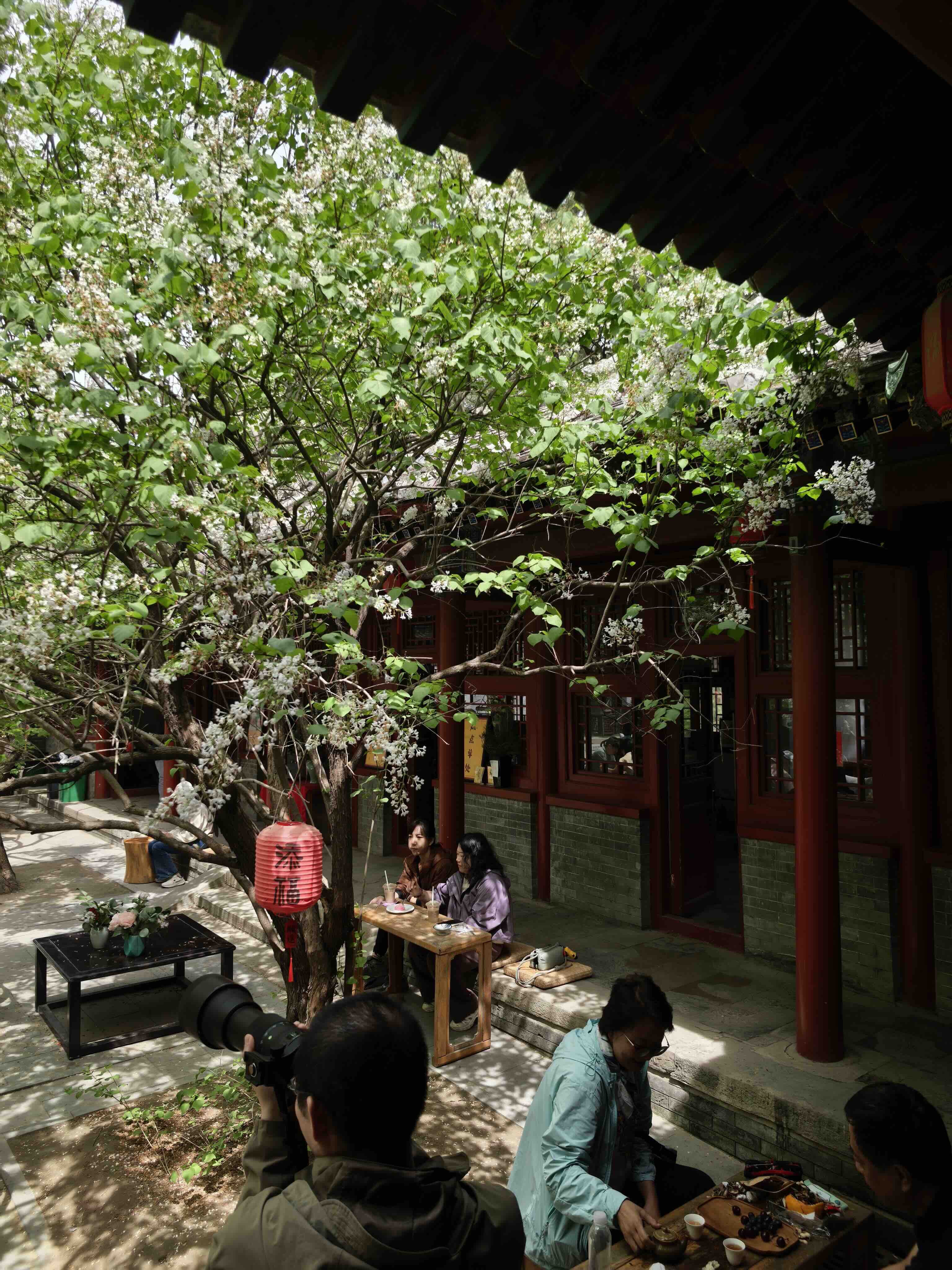 戒台寺迎来丁香盛花期 丁香旅游文化季同步开展-新华图闻网