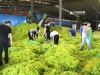 青岛所辖海域浒苔覆盖面积约89平方公里